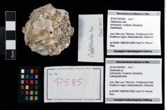 Foto (Objekt + Etikett) von Galatheites sp.  (NHMW-GEO-2014-0194-0585)